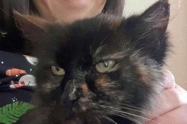 Missing cat found after nine years handing overjoyed family their own  'Christmas miracle' - Mirror Online