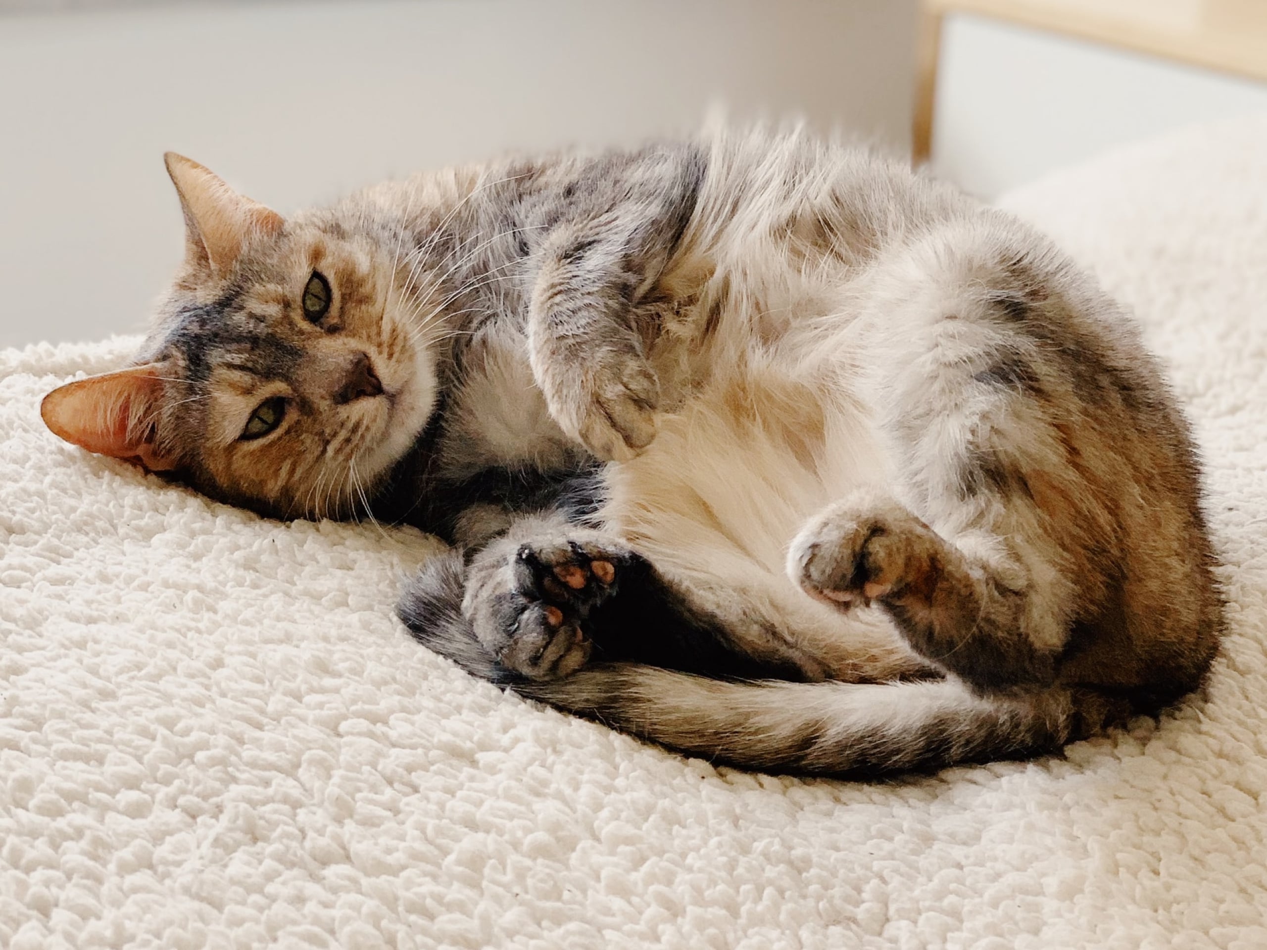 Here's what to give cats for diarrhea
