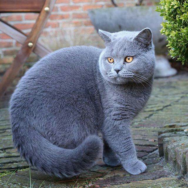 A blue beauty! (English Blue-Cream, perhaps?) | Beautiful cats, Pretty  cats, British shorthair cats