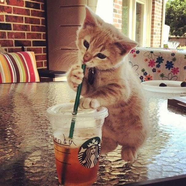 Дегустация на Starbucks