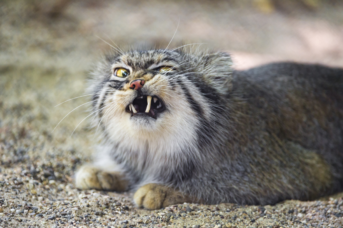 Why a Near-Threatened Status has the Pallas's Cat Royally Grumpy