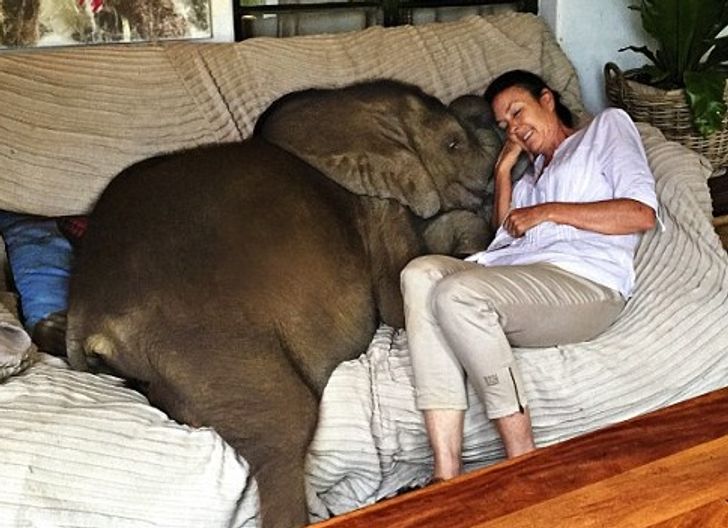 A Woman Rescued A Baby Elephant, And Now Moyo Follows Her Everywhere –  PROTECT ALL WILDLIFE