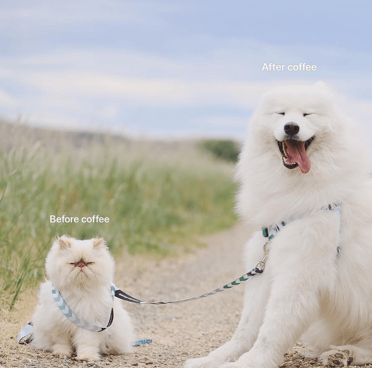 Dog - Before coffee -T After coffee