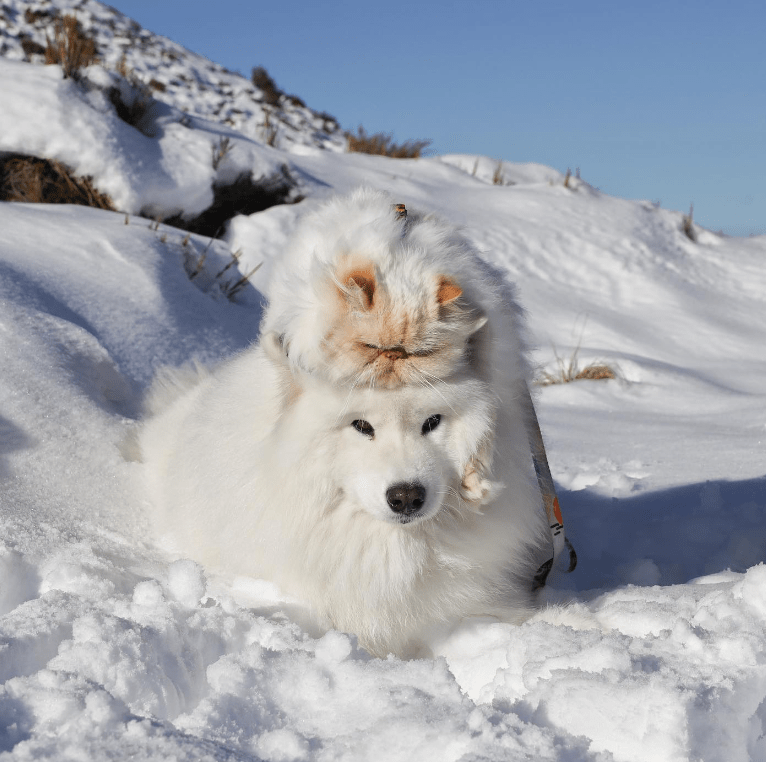 Dog