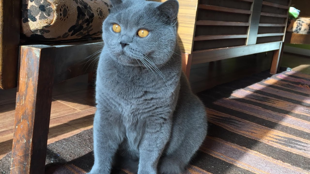 British Blue Cat - A Complete Guide to the British Shorthair Blue