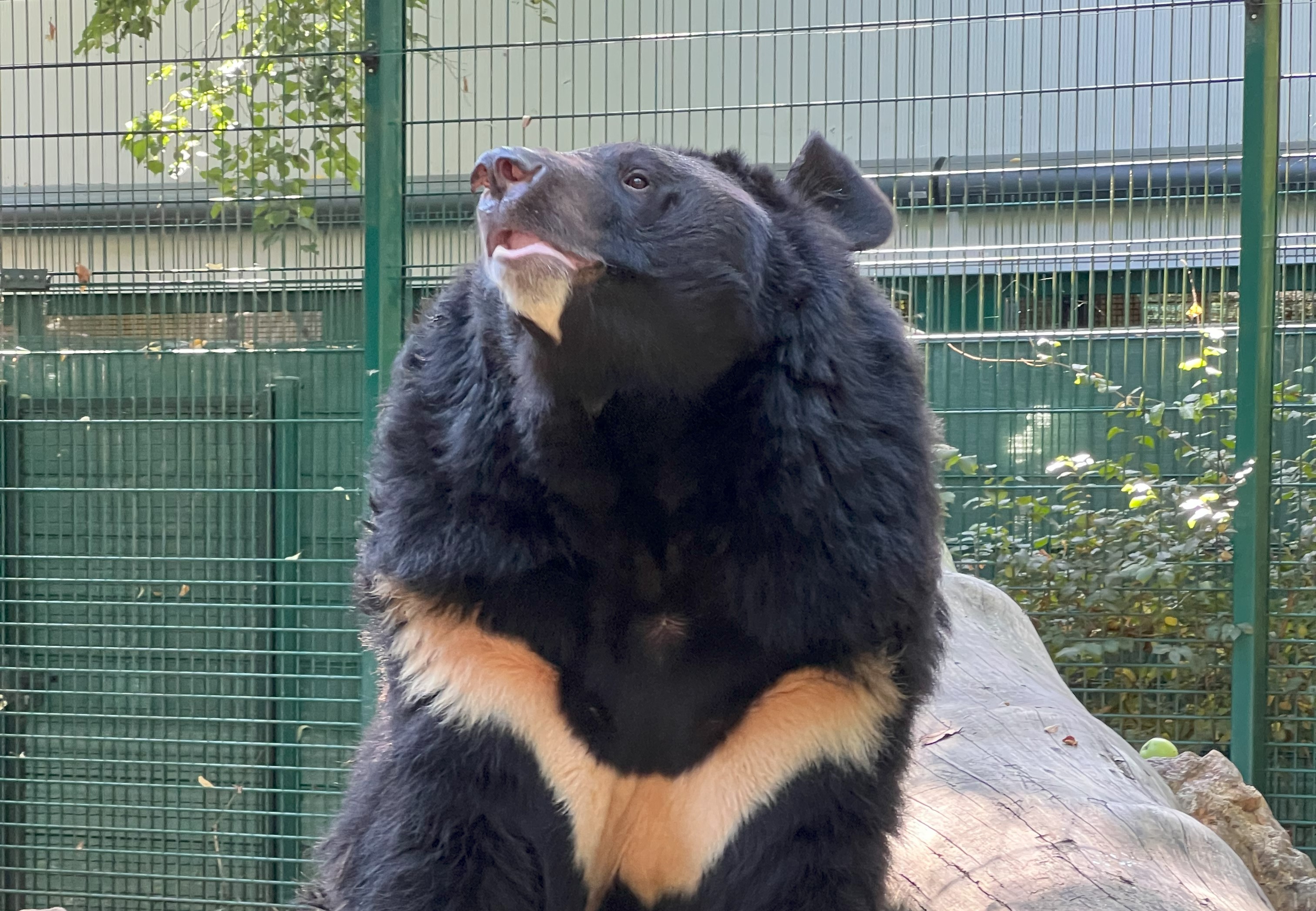 Scottish Zoo To Adopt Bear Rescued From Zoo On Ukrainian, 49% OFF