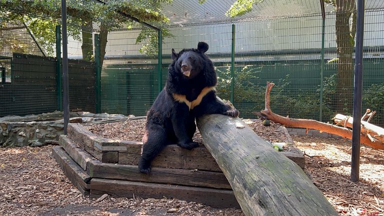 Traumatised bear from Ukraine set for new home in Scotland | World News |  Sky News
