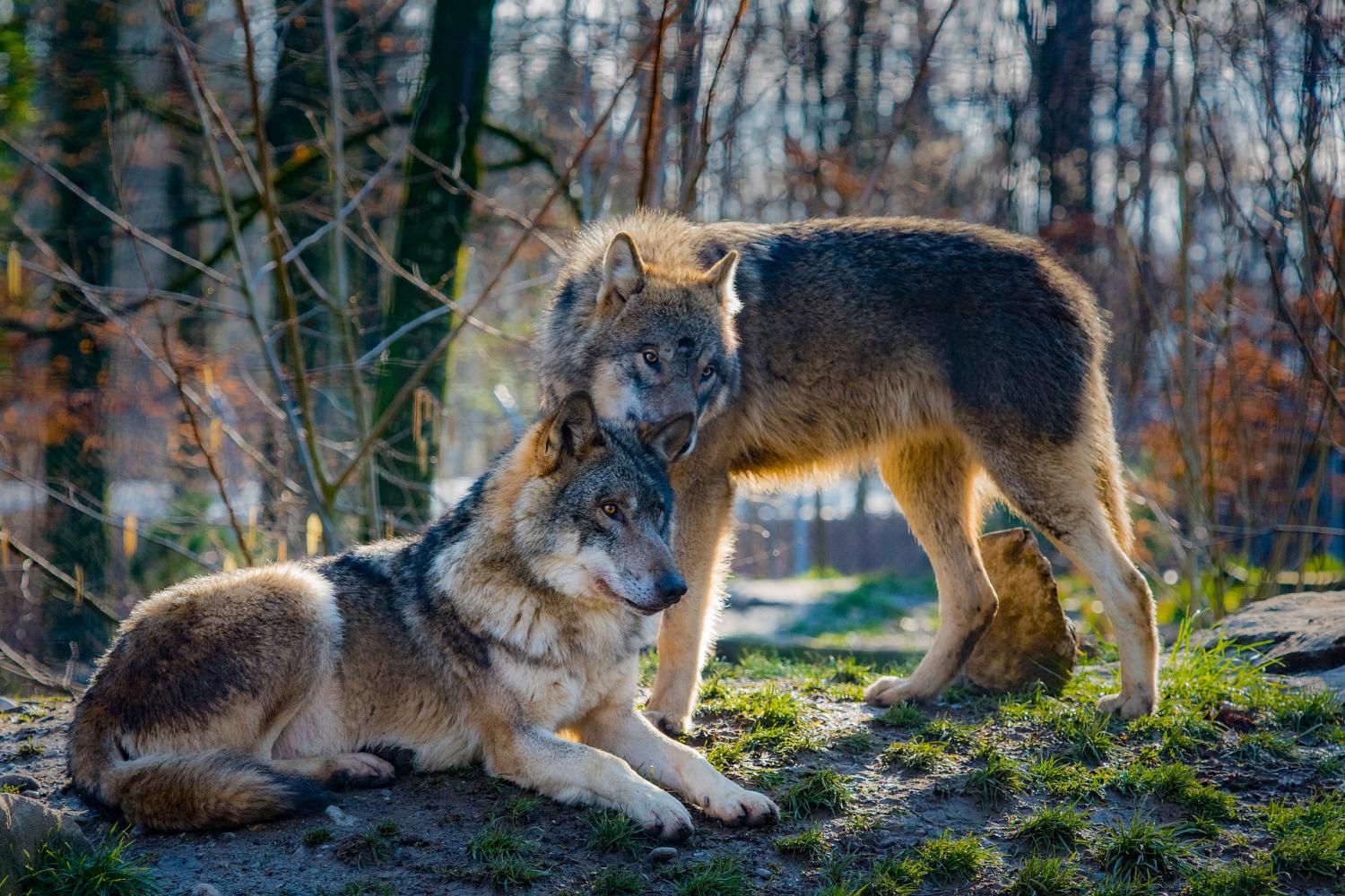 Letting nature take its course: Wolves in Yellowstone National Park
