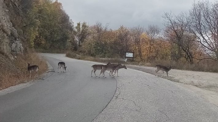 Удивителната снимка, на която групата от кошути слизат опасно близо край София
