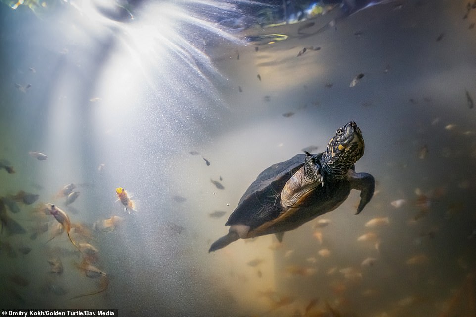 Тази снимка, направена под вода от Дмитрий Кох, на индийска черна костенурка, плуваща сред риби, спечели първа награда в категорията „Подводен свят“