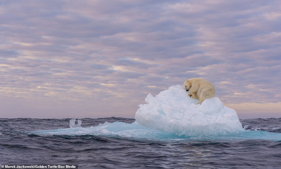 Тази снимка, направена от Марек Джаковски, на полярна мечка, спяща на айсберг, спечели първа награда в категорията Животни в околната среда