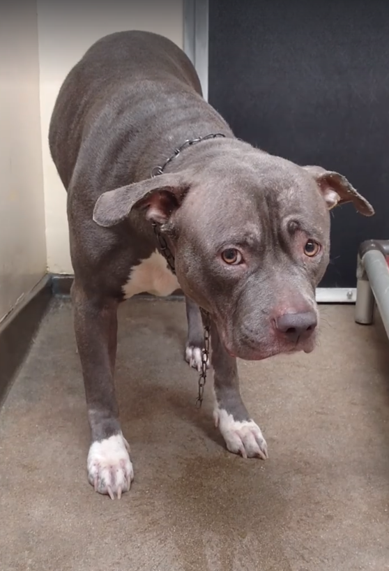  The pooch has become a symbol for dogs who are abandoned at animal shelters all over the world