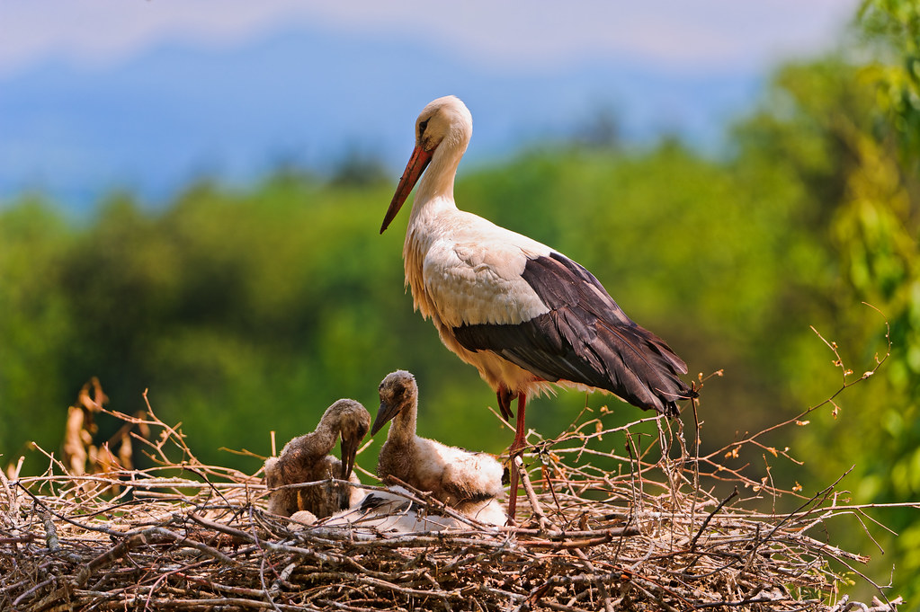 Stork and babies | It's baby time! This stork (it's maybe th… | Flickr